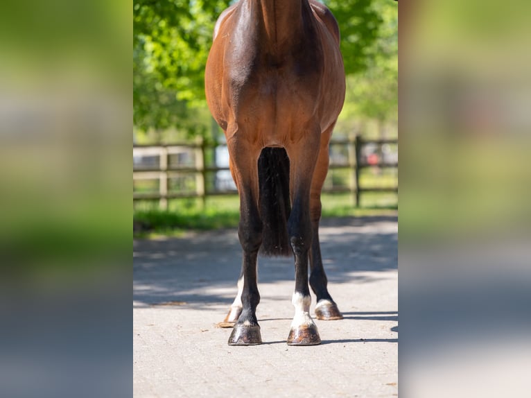 KWPN Caballo castrado 6 años 170 cm  in GROTE-BROGEL