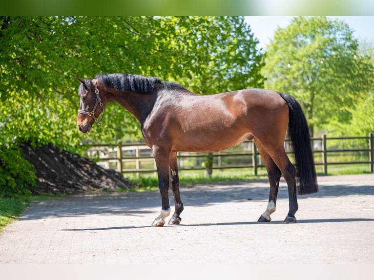 KWPN Caballo castrado 6 años 170 cm  in GROTE-BROGEL