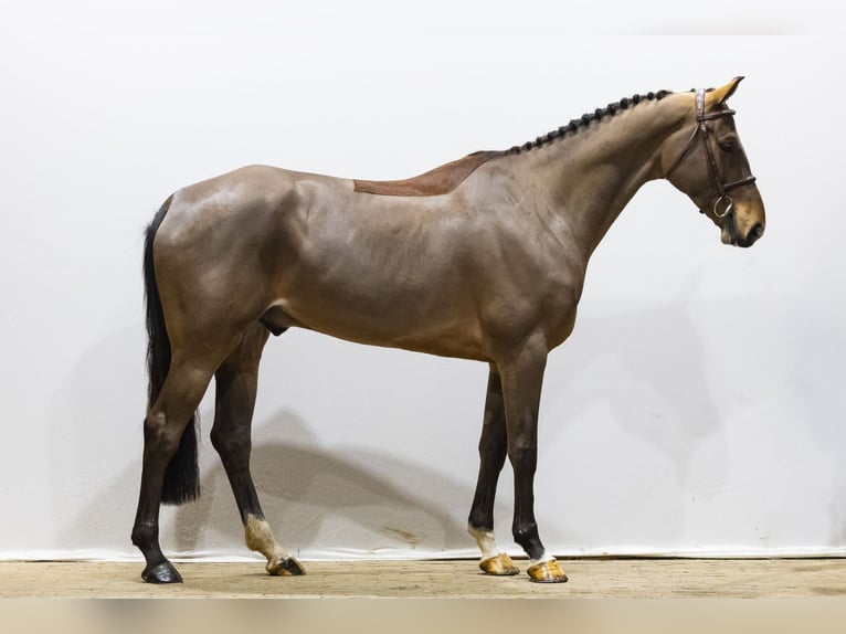 KWPN Caballo castrado 6 años 170 cm  in Waddinxveen