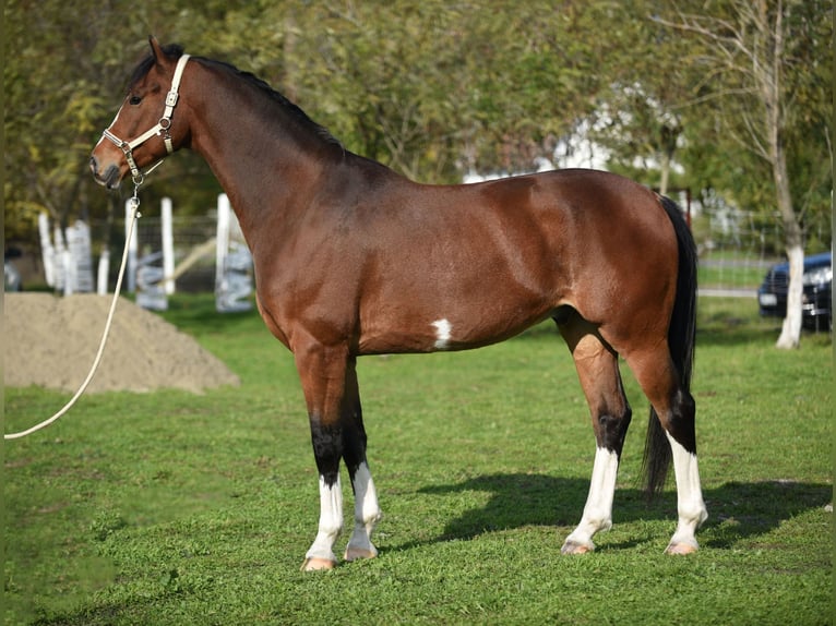 KWPN Caballo castrado 6 años 170 cm Castaño in Kecskemét