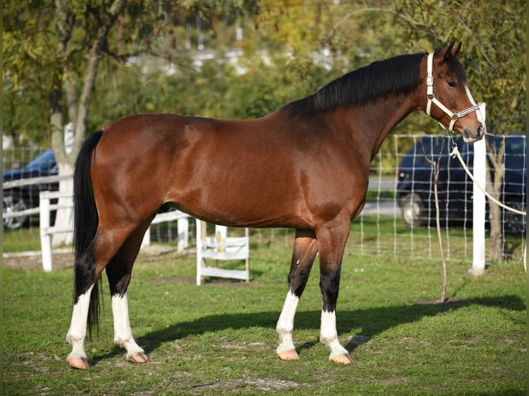 KWPN Caballo castrado 6 años 170 cm Castaño in Kecskemét