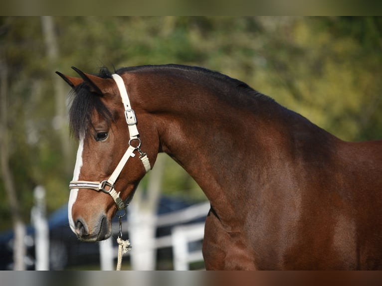 KWPN Caballo castrado 6 años 170 cm Castaño in Kecskemét