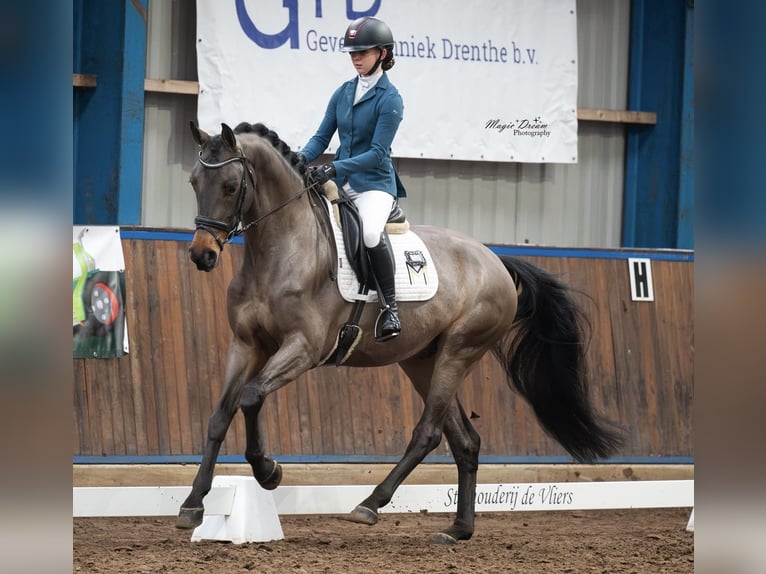 KWPN Caballo castrado 6 años 170 cm Castaño in Emmen