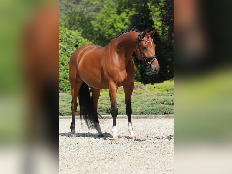 KWPN Caballo castrado 6 años 170 cm Castaño in Nispen