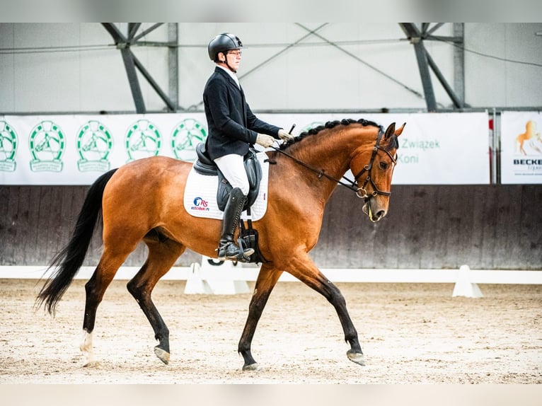 KWPN Caballo castrado 6 años 170 cm Castaño in Stefanowka