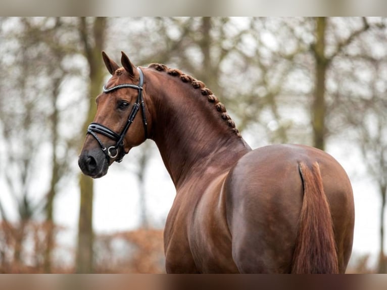 KWPN Caballo castrado 6 años 170 cm Castaño in Stefanowka