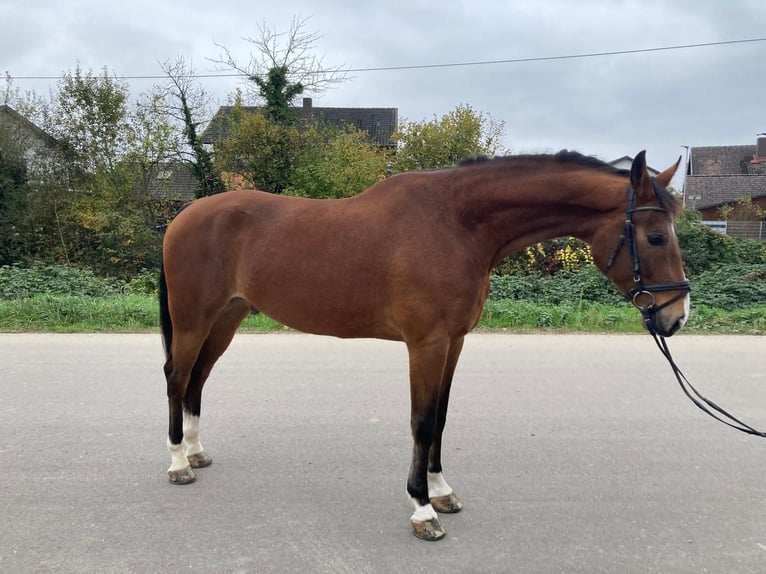 KWPN Caballo castrado 6 años 170 cm Castaño in Schwanau