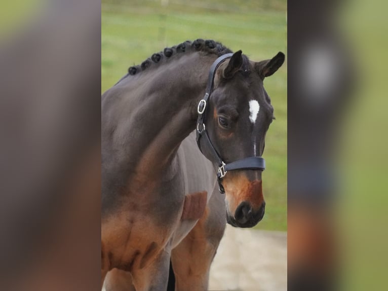 KWPN Caballo castrado 6 años 170 cm Castaño in Nettersheim