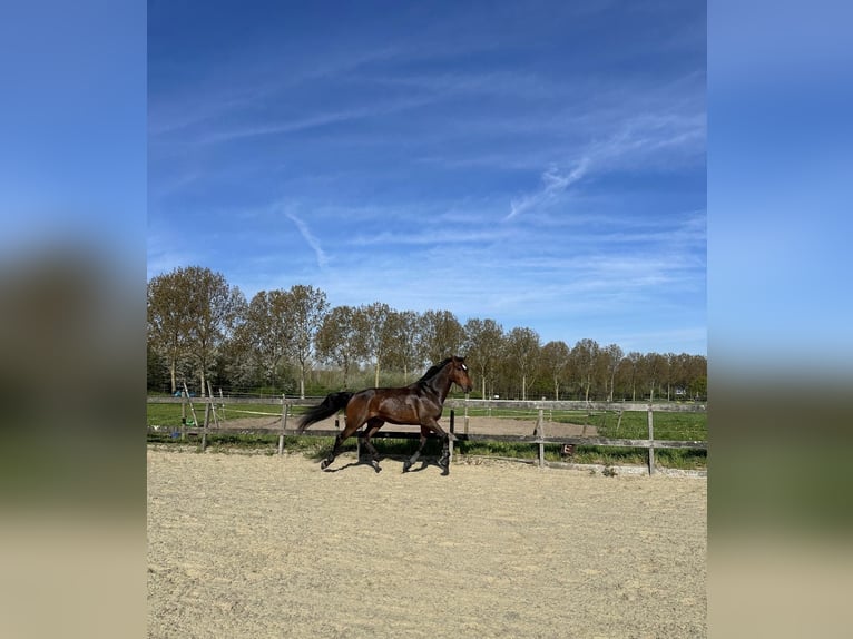 KWPN Caballo castrado 6 años 170 cm Castaño in Hellevoetsluis