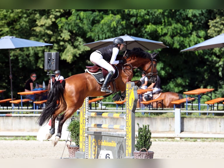 KWPN Caballo castrado 6 años 170 cm Castaño in Friedberg