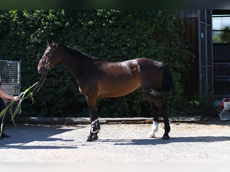 KWPN Caballo castrado 6 años 170 cm Castaño in Geilenkirchen