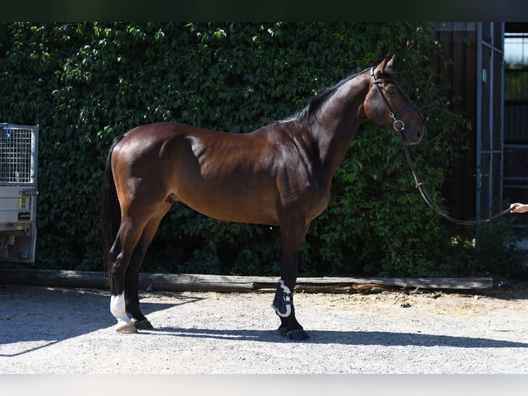 KWPN Caballo castrado 6 años 170 cm Castaño in Geilenkirchen