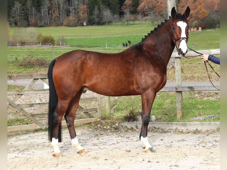 KWPN Caballo castrado 6 años 170 cm Castaño oscuro in Bad Dürrheim