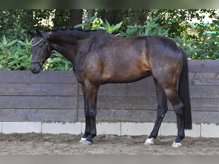 KWPN Caballo castrado 6 años 170 cm Castaño oscuro in Fürstenfeldbruck