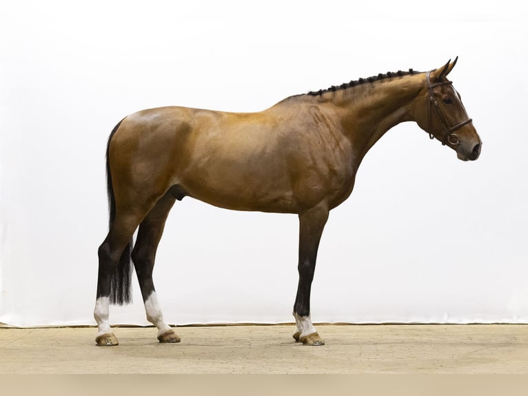 KWPN Caballo castrado 6 años 170 cm Castaño oscuro in Waddinxveen