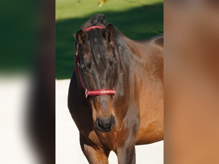 KWPN Caballo castrado 6 años 170 cm Morcillo in Nettersheim