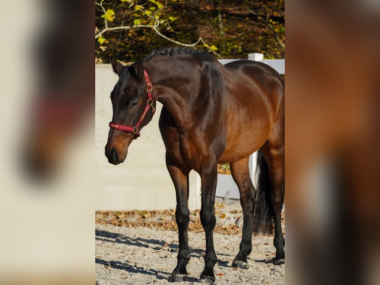 KWPN Caballo castrado 6 años 170 cm Morcillo in Nettersheim