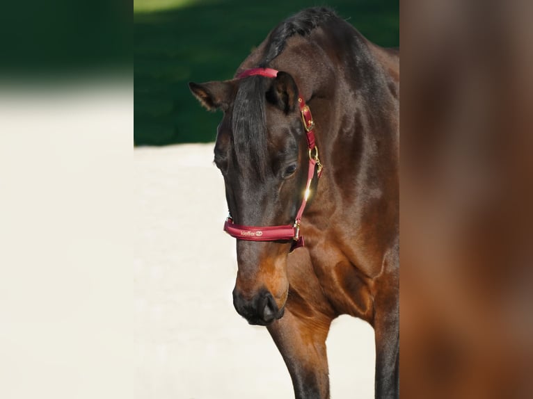 KWPN Caballo castrado 6 años 170 cm Morcillo in Nettersheim