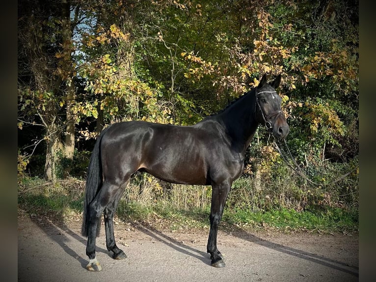 KWPN Caballo castrado 6 años 170 cm Morcillo in GROTE-BROGEL
