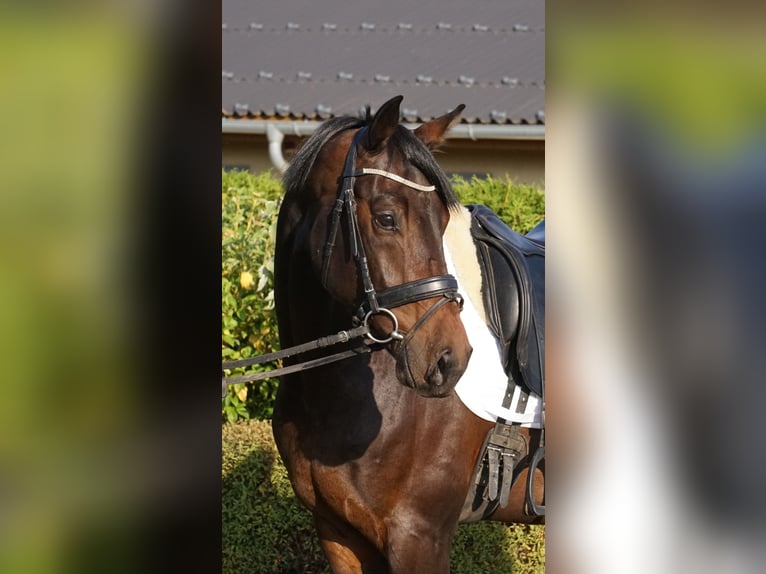 KWPN Caballo castrado 6 años 170 cm Morcillo in Zakrzów