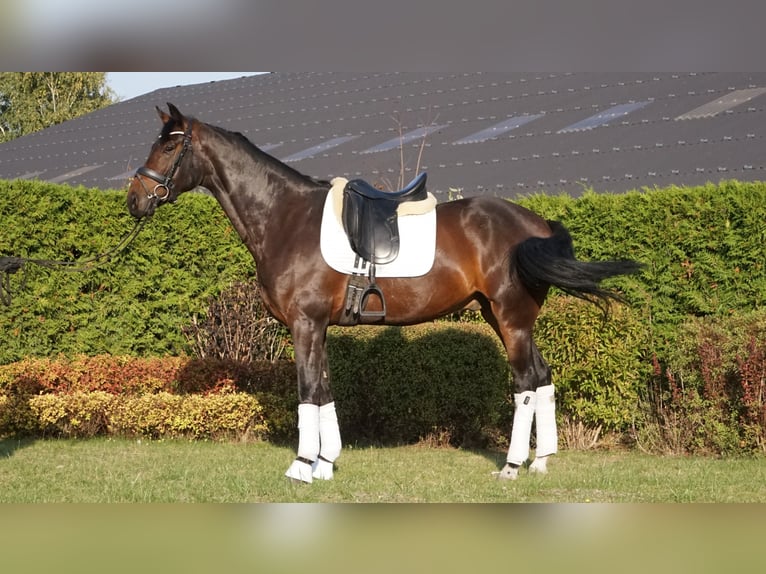 KWPN Caballo castrado 6 años 170 cm Morcillo in Zakrzów