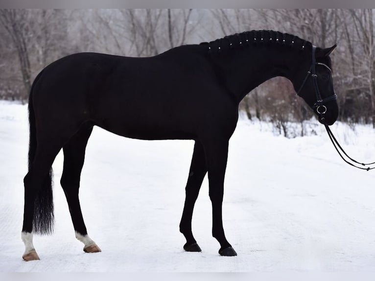 KWPN Caballo castrado 6 años 170 cm Negro in Kossuth Lajos 19
