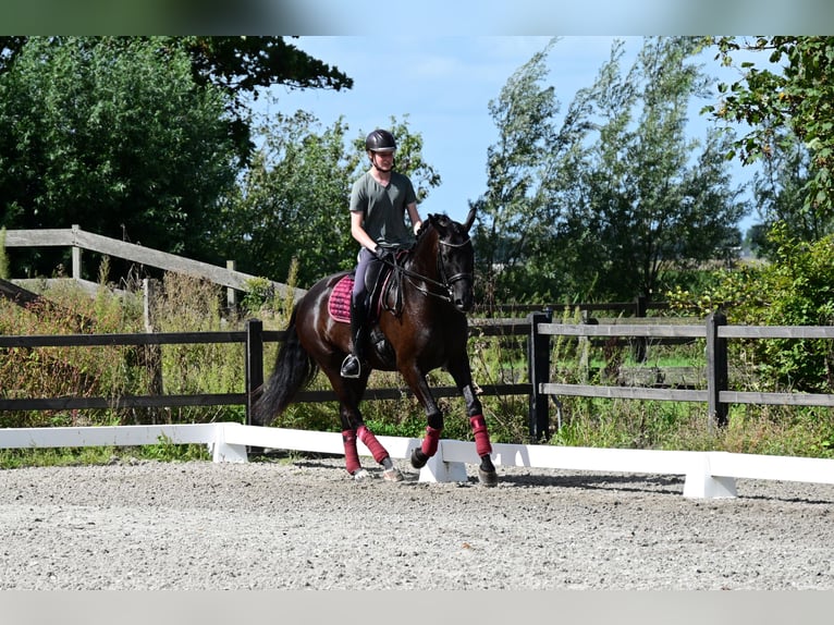 KWPN Caballo castrado 6 años 170 cm Negro in Oudendijk