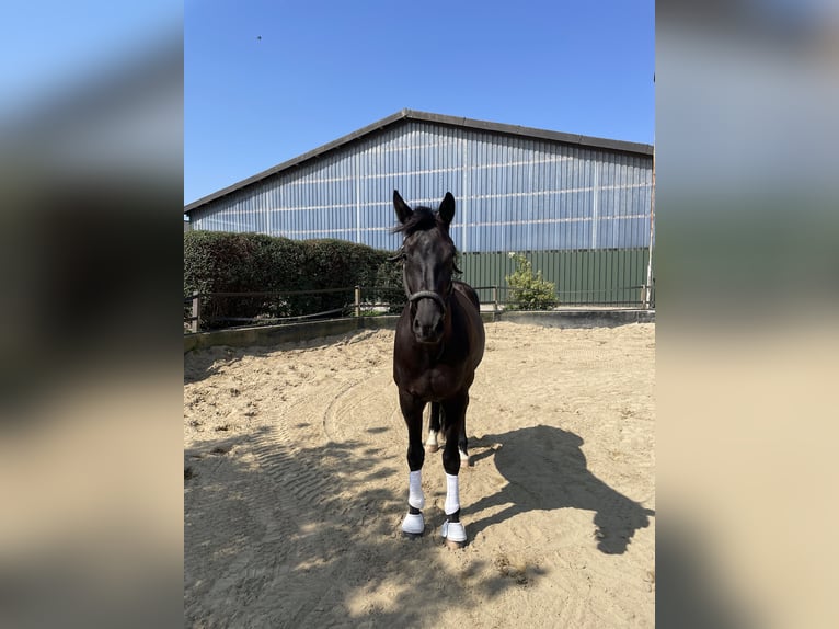 KWPN Caballo castrado 6 años 170 cm Negro in Uedem