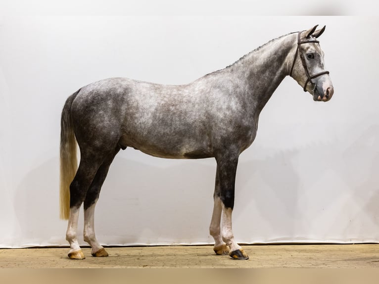 KWPN Caballo castrado 6 años 170 cm Tordo in Waddinxveen