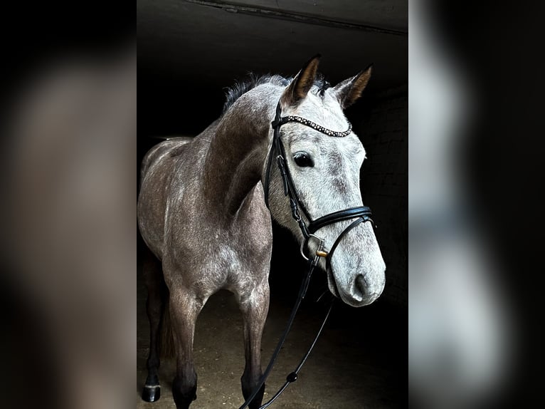 KWPN Caballo castrado 6 años 170 cm Tordo rodado in Friedberg