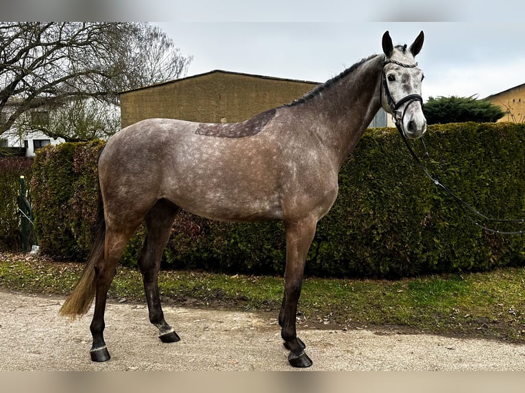 KWPN Caballo castrado 6 años 170 cm Tordo rodado in Friedberg