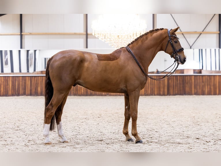 KWPN Caballo castrado 6 años 171 cm Alazán in Kwadijk