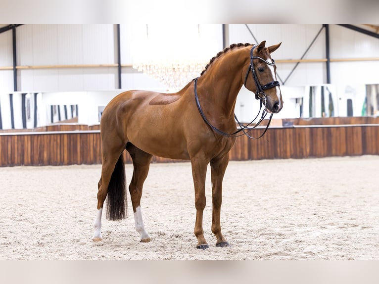 KWPN Caballo castrado 6 años 171 cm Alazán in Kwadijk