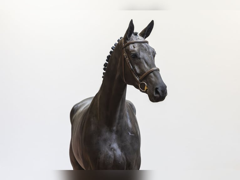 KWPN Caballo castrado 6 años 171 cm  in Waddinxveen