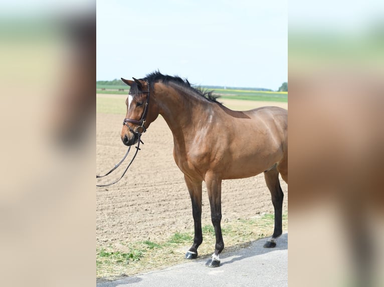 KWPN Caballo castrado 6 años 171 cm Castaño oscuro in Geilenkirchen