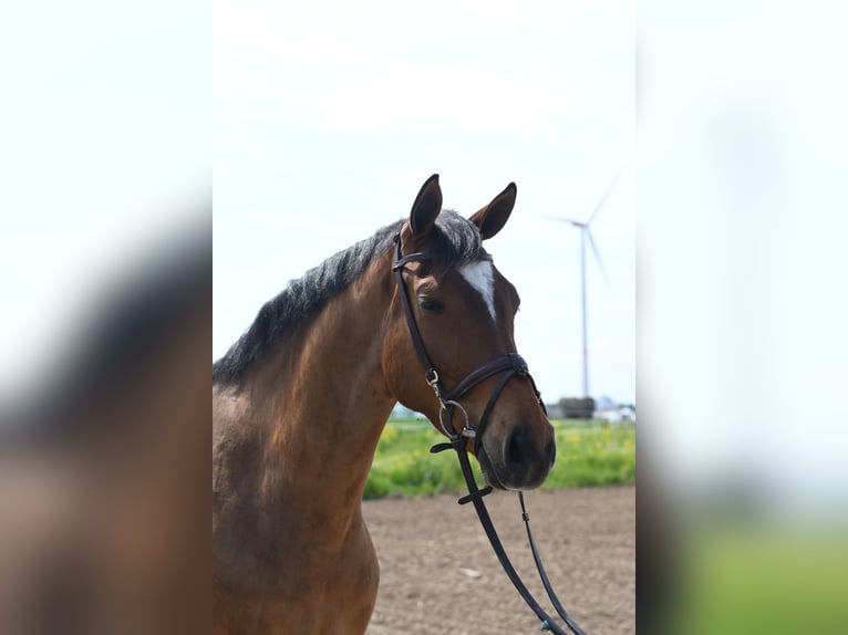 KWPN Caballo castrado 6 años 171 cm Castaño oscuro in Geilenkirchen