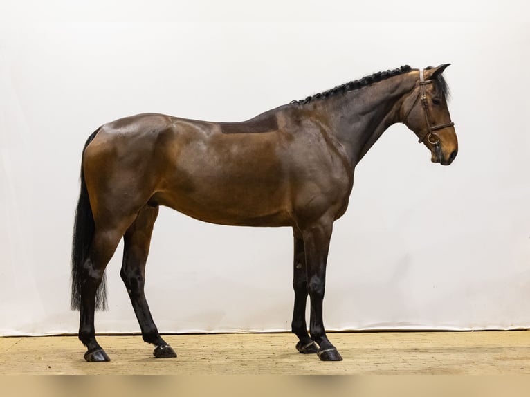 KWPN Caballo castrado 6 años 171 cm Castaño oscuro in Waddinxveen