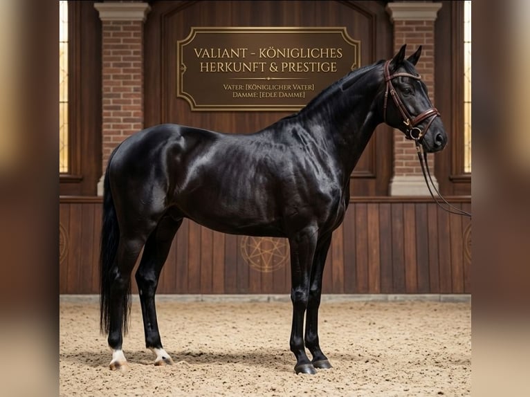 KWPN Caballo castrado 6 años 171 cm Negro in Kaldenkirchen