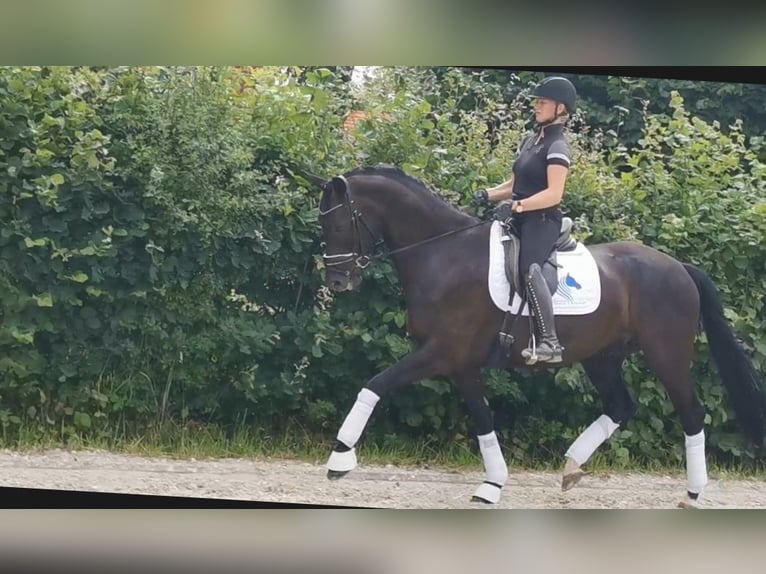 KWPN Caballo castrado 6 años 171 cm Negro in Delmenhorst