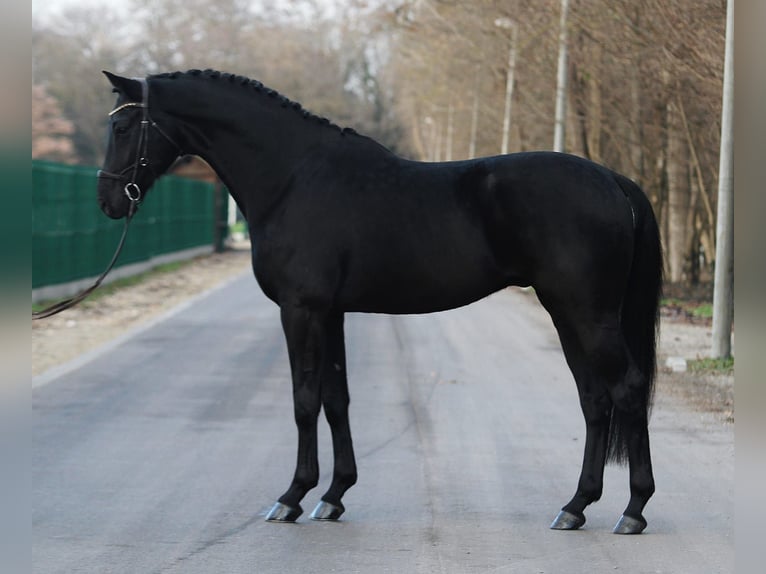 KWPN Caballo castrado 6 años 171 cm Negro in Königsdorf