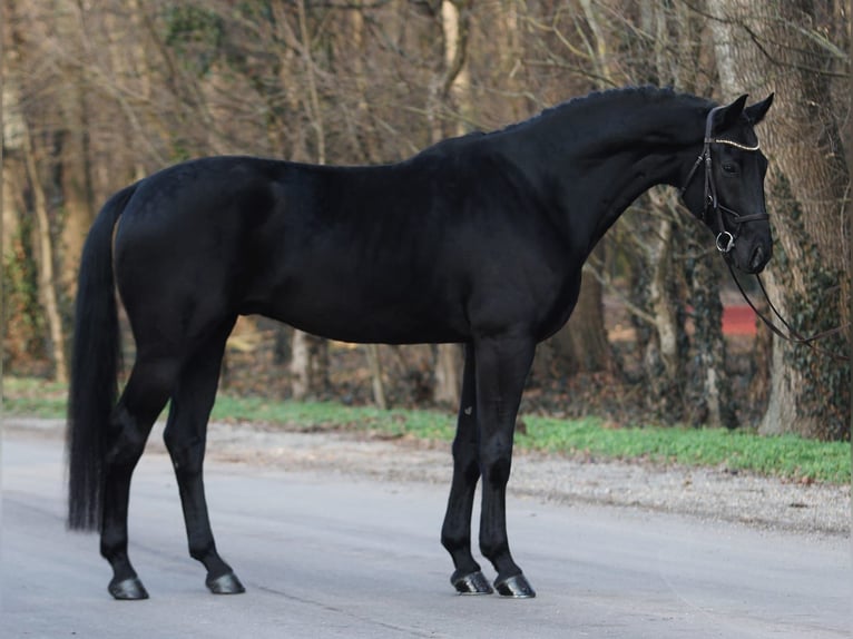 KWPN Caballo castrado 6 años 171 cm Negro in Königsdorf