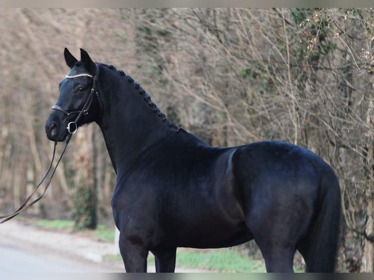 KWPN Caballo castrado 6 años 171 cm Negro in Königsdorf