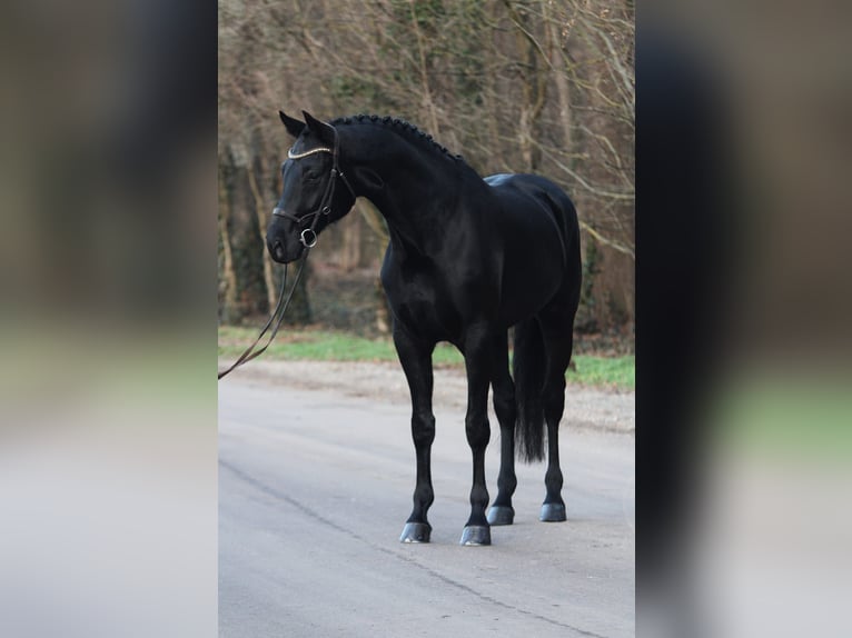 KWPN Caballo castrado 6 años 171 cm Negro in Königsdorf