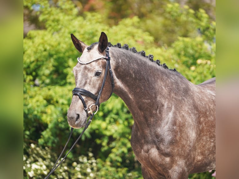 KWPN Caballo castrado 6 años 171 cm Tordo in Hohenfelde