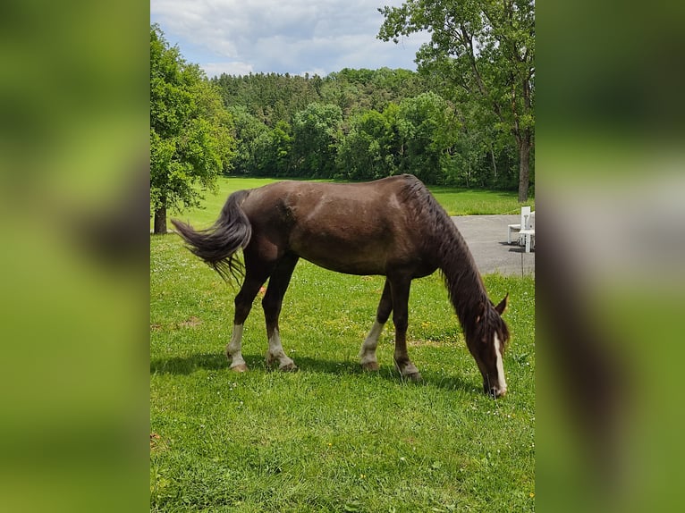 KWPN Caballo castrado 6 años 172 cm Alazán-tostado in Engelsberg