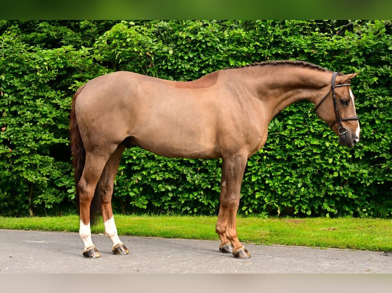 KWPN Caballo castrado 6 años 172 cm Alazán-tostado in Bladel