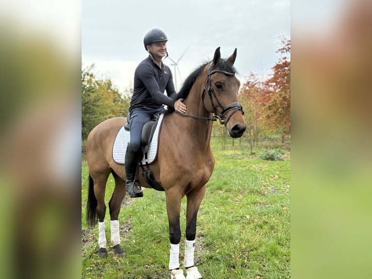 KWPN Caballo castrado 6 años 172 cm Castaño in Prinsenbeek