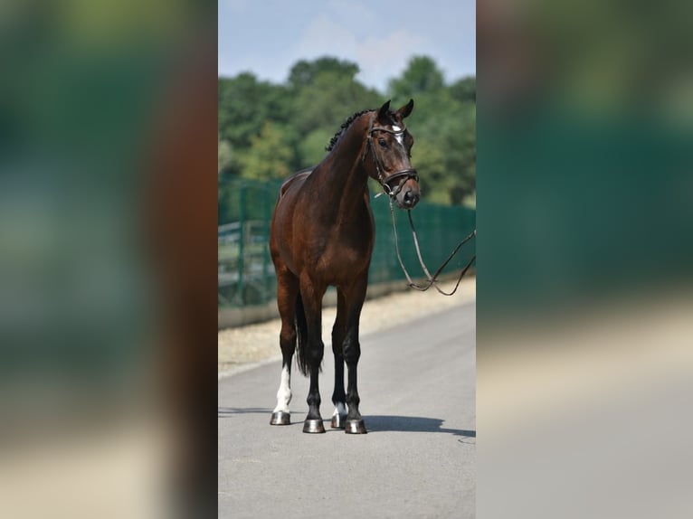 KWPN Caballo castrado 6 años 172 cm Castaño oscuro in Neumarkt an der Raab