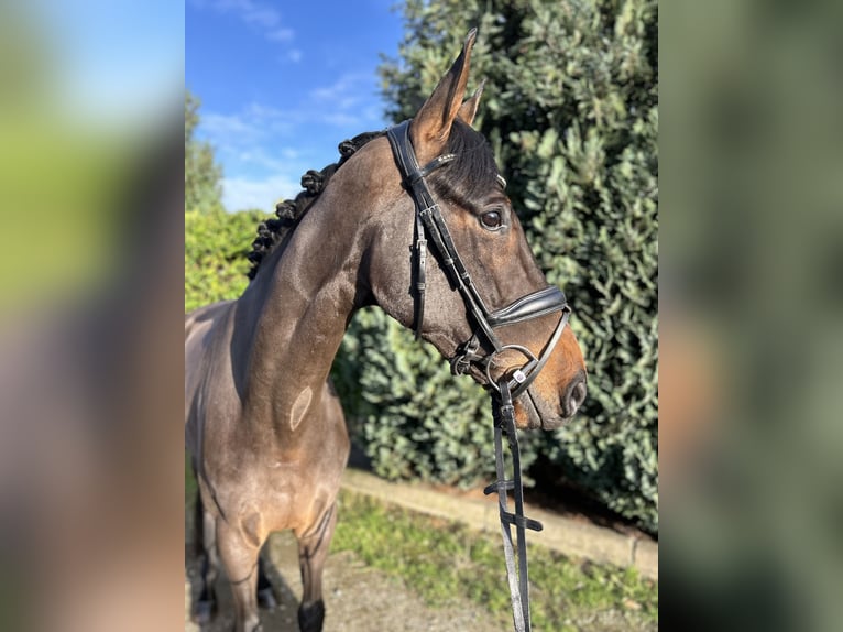 KWPN Caballo castrado 6 años 172 cm Castaño oscuro in Oud Gastel