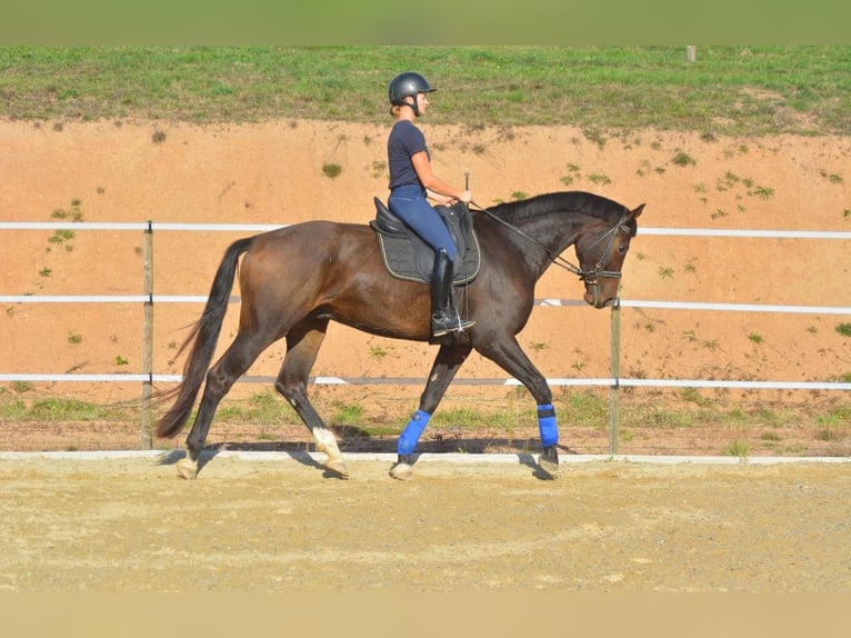 KWPN Caballo castrado 6 años 172 cm Castaño oscuro in Trivy